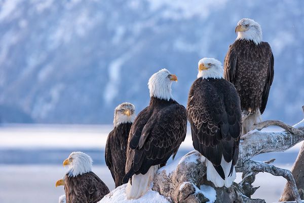 Su, Keren 아티스트의 Bald Eagle-Homer-Alaska-USA작품입니다.